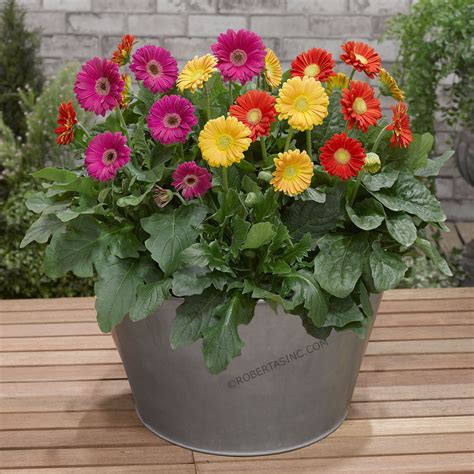Sweet Series Garvinea Hardy Gerber Daisies 4 pc. | Gerbera, Flowers ...