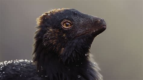 Sophie Mowles (@SophieMowles@ecoevo.social) - ecoevo.social