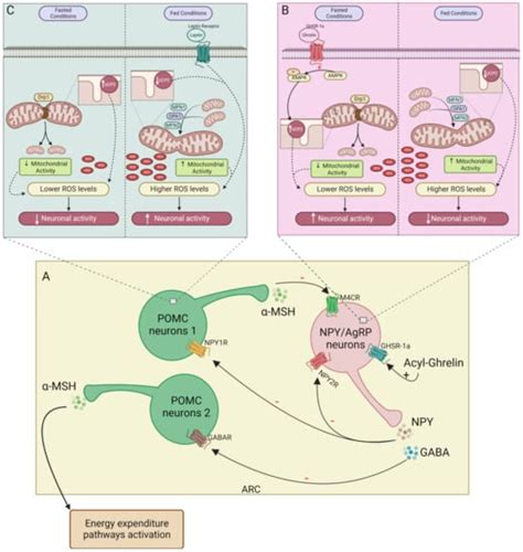 The Bidirectional Relationship of NPY and Mitochondria in Energy ...