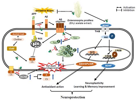 Enteromorpha prolifera Extract Improves Memory in Scopolamine-Treated ...