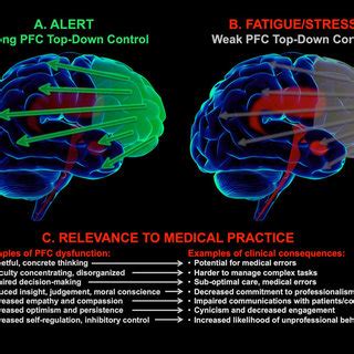 The Prefrontal Cortex In The Brain Controls - Infoupdate.org