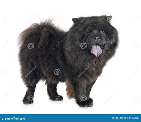 Black Chow-chow Dog Under A Palm Tree Royalty-Free Stock Image ...