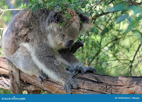Koala scratching stock photo. Image of animal, endemic - 199818524