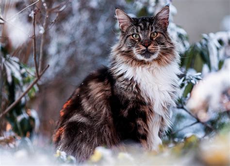 Maine Coon – GoofyTails