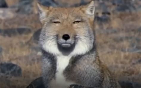 这只藏狐…让我笑了1分53秒 - 哔哩哔哩