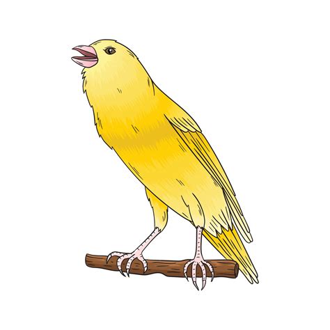 Yellow Canary Drawing