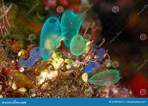 Tunicate on Coral Reef, Underwater Stock Image - Image of squirt, animal: 270970277