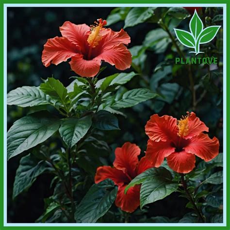 Hibiscus Plant : care, Growing, Uses, and Benefits - Plantove.com