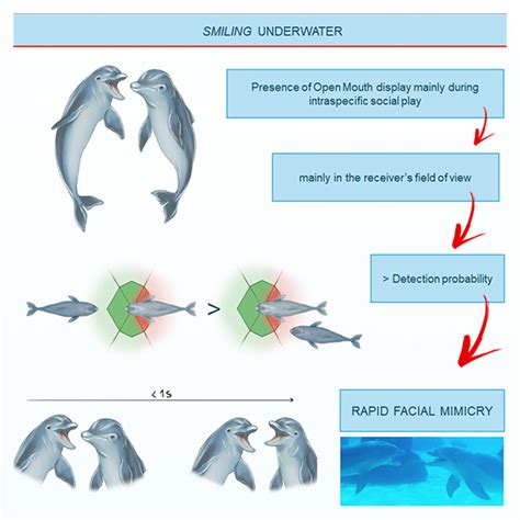 Study: Bottlenose Dolphins ‘Smile’ at Each Other during Their Playful Interactions | Sci.News