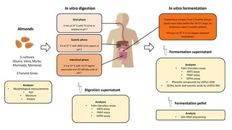 Antioxidants | Special Issue : Antioxidant Activity of Fermented Foods ...