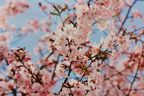 Flor Almendro Rosa 61×91 cm 🌸 | Cuadros Anseli