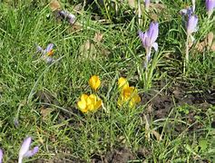 Image result for Almost Spring