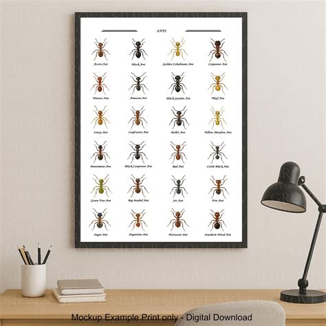 ValCoPo Ant Species Poster | Ant Identification Chart | Printable ...