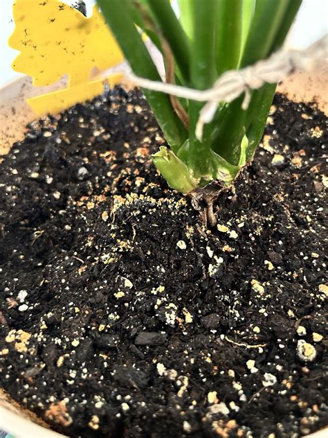 why does my peace lily soil look like this : r/plantclinic