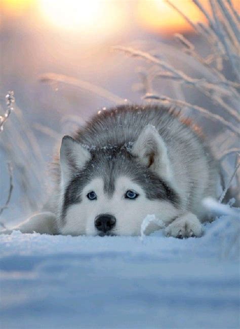Pin de \u049C\u3116\uFF8C| \u5342\u31 en Pins creados por ti | Perro de ojos azules, Perro siberiano, Perro husky