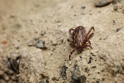 The Complete Guide to Ticks in Texas