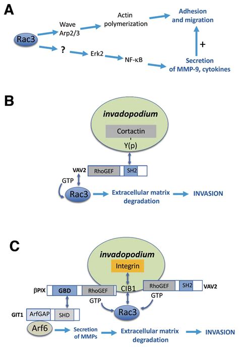 The Rac3 GTPase in Neuronal Development, Neurodevelopmental Disorders ...