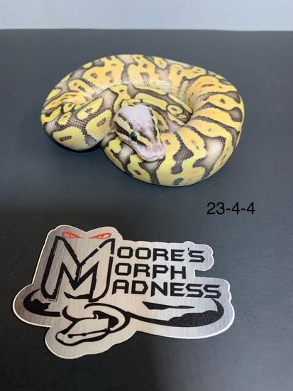 Superfly Ball Python 的图像结果
