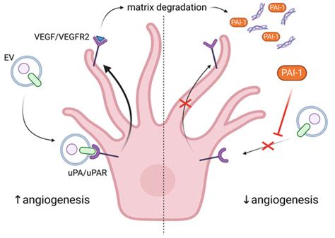 Endothelial Senescence and Its Impact on Angiogenesis in Alzheimer’s ...