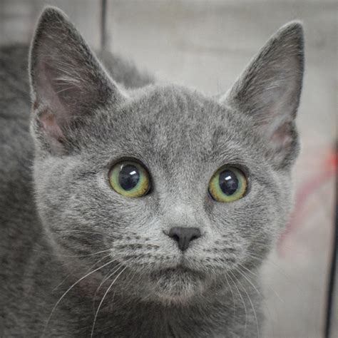 JuJu Bee - Animal House Shelter