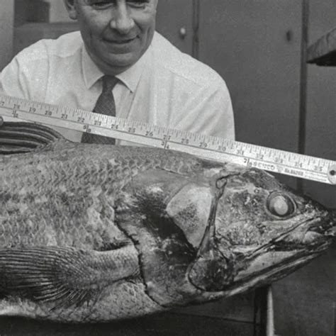 Image result for Extinct Fish