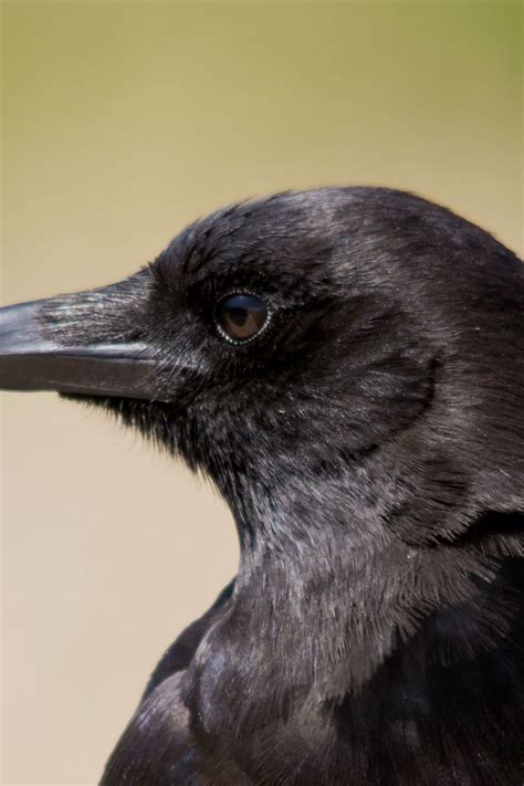 Download wallpaper 800x1200 bird, raven, view, profile iphone 4s/4 for ...