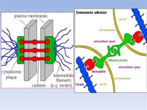 Cell-Cell Interaction 的图像结果