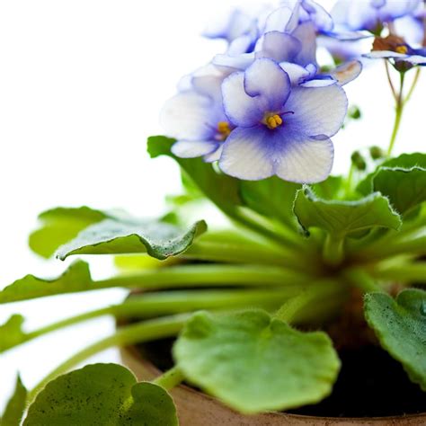 The Perfect African Violet Potting Soil Mix