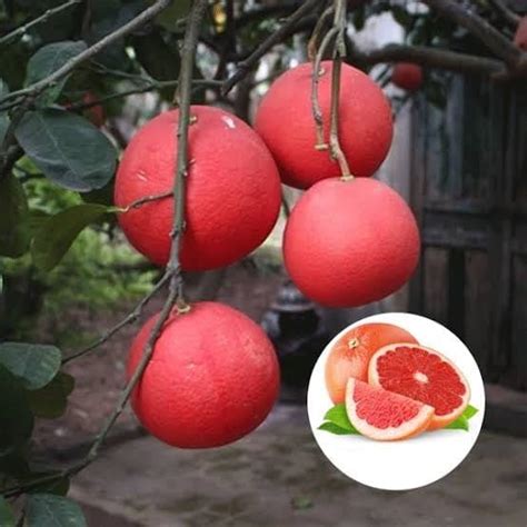 BISWAS PLANTS HOUSE` Thai Red Pomelo/Batabi Lebu/Citrus Maxima Lemon ...