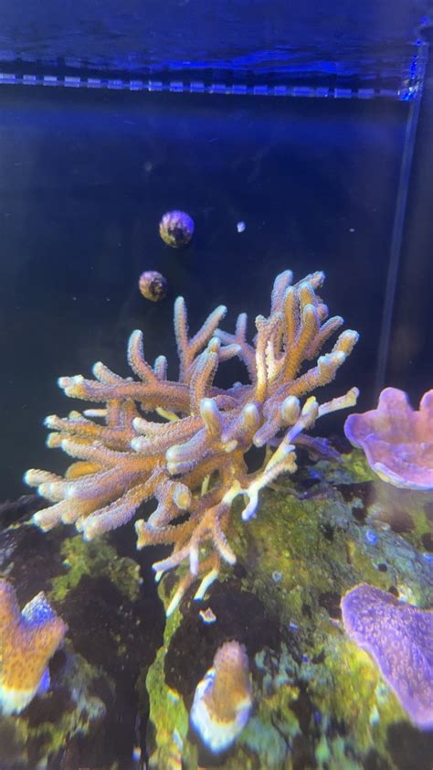 Corals Dying 的图像结果