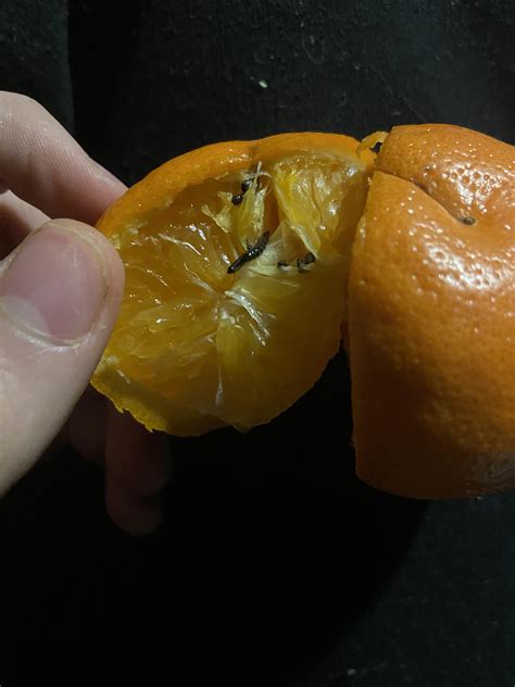 Image result for Tangerine Computer Systems