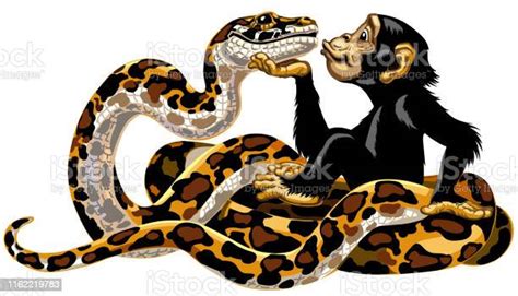 Image result for Chimp vs Python