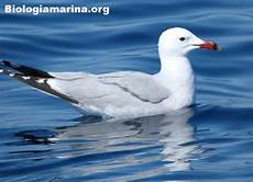 gabbiano corso larus audouinii gabbiano corso biologia marina gabbiano corso larus audouinii gabbiano corso biologia marina