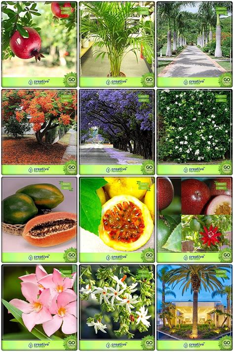 Creative Farmer Summer Combo Fruit & Fruit : Papaya, Passion Fruit ...