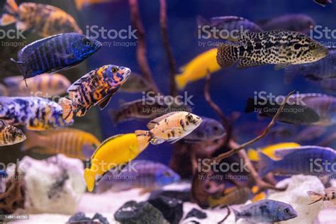 Image result for Colorful Fish Tank