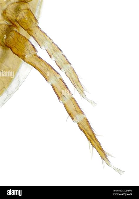 Image result for Microscope Toes