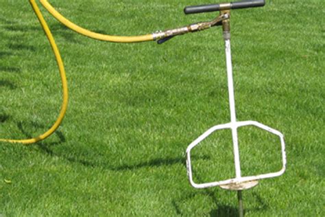 Deep Root Tree Gun 的图像结果