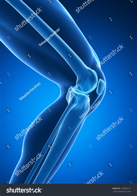 3d Rendered Illustration Knee Anatomy Stock Illustration 128569172
