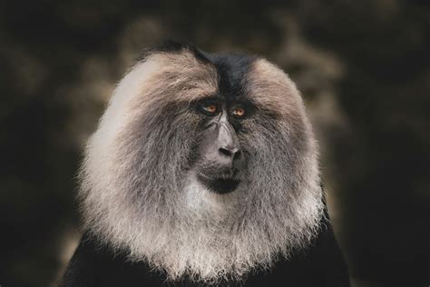 Monkey And Lion Photos, Download The BEST Free Monkey And Lion Stock ...