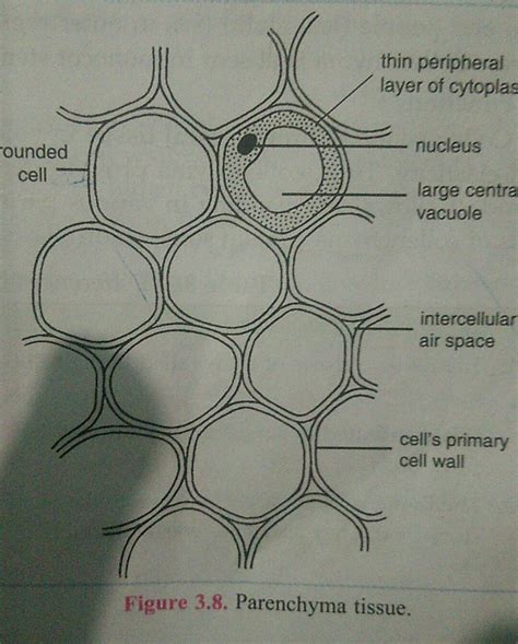 Explain the structure of parenchyma what are its major modification - Brainly.in
