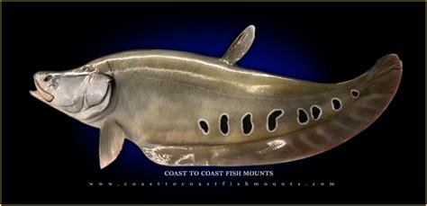 Clown Knife Fish Fish Mounts & Replicas by Coast-to-Coast Fish Mounts