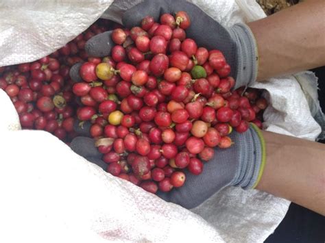 Image result for Java Coffee Beans