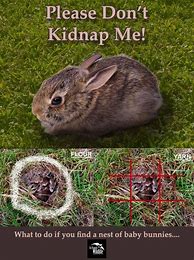 Image result for Rabbit Nest