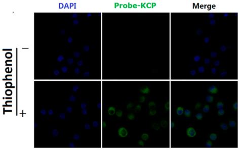 Design and Synthesis of a Fluorescent Probe with a Large Stokes Shift ...