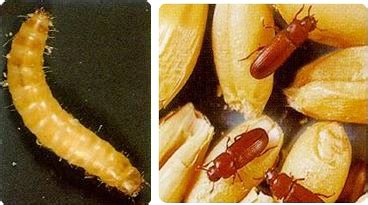 Identification of the pest