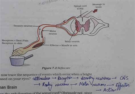 Reflex axes continues to be more efficient from quickly quickly ...