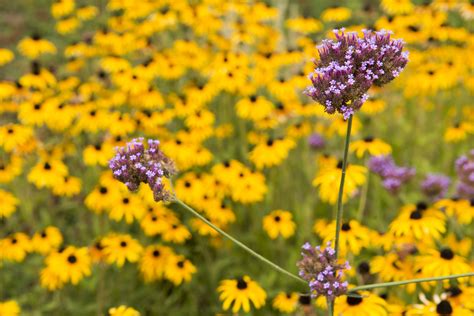 Top 5 Drought Resistant Midwest Native Perennials - Bright Lane Gardens
