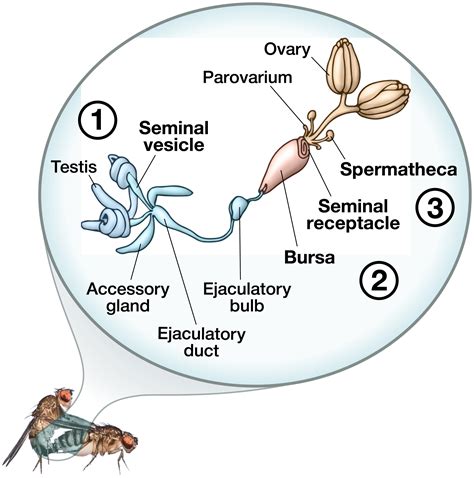 Human Sperm Production Takes Place Within The