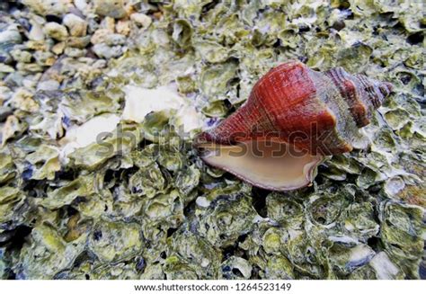Image result for Empty Barnacle Shell