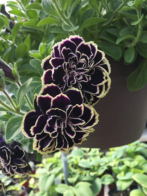 Never seen this type of petunia before, I’m in love! : r/gardening